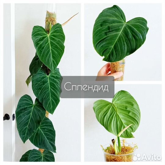 Растения разные, бархатные, серебристые