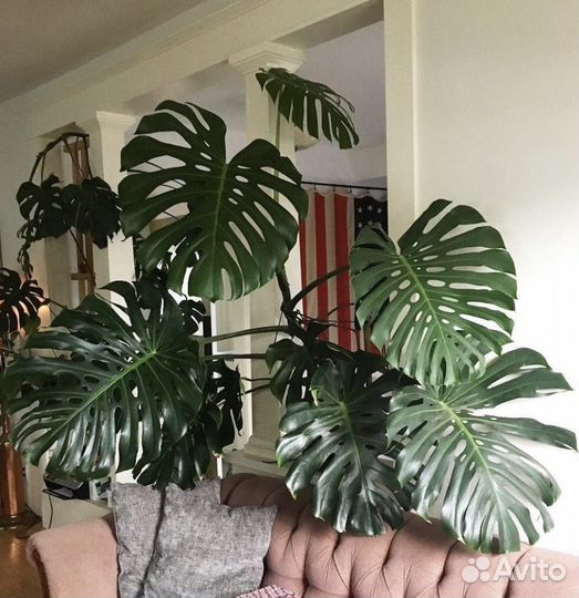 Монстера цветущая, альба вариегатная, манки