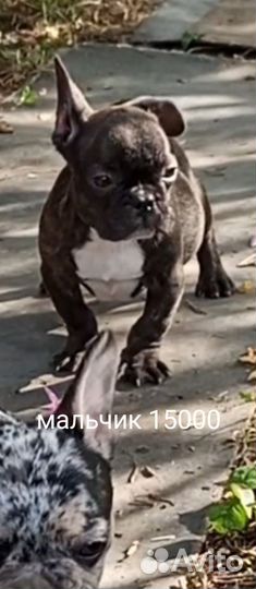 Французский бульдог