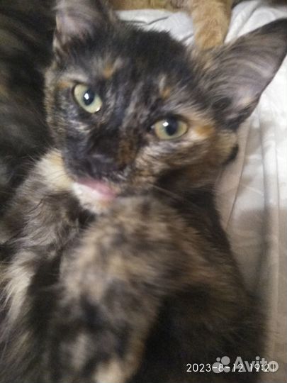Отдам котят в добрые руки