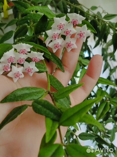 Хойя белла и другие комнатные растения