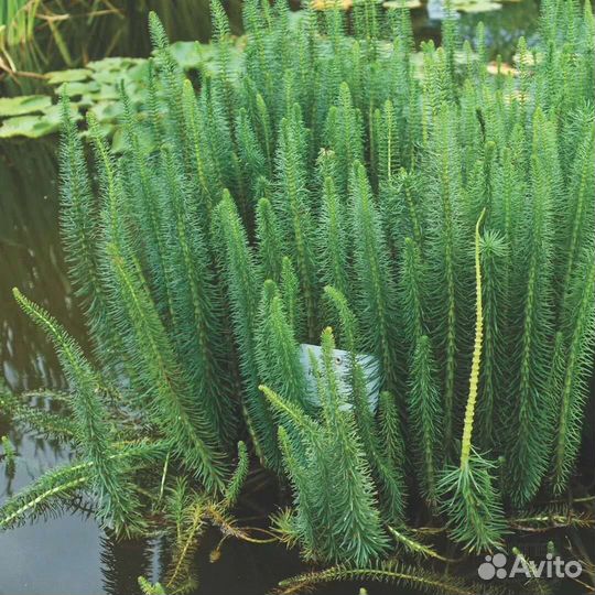 Водяная сосенка для пруда