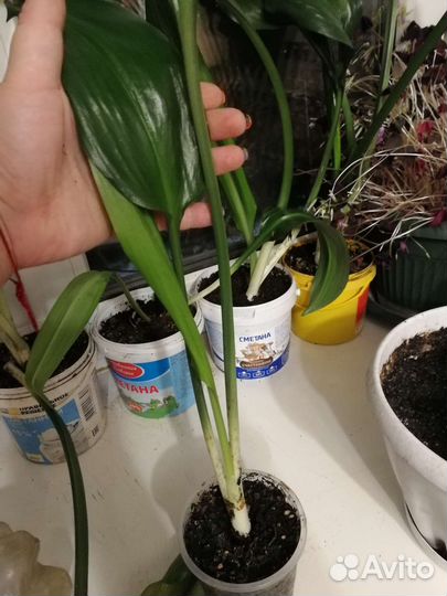 Эухарис амазонский