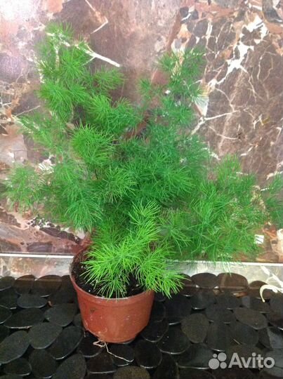Аспарагус с фото пышный красивый куст и др. сорта