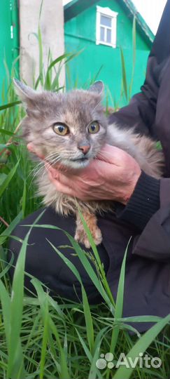 Кошка в добрые руки