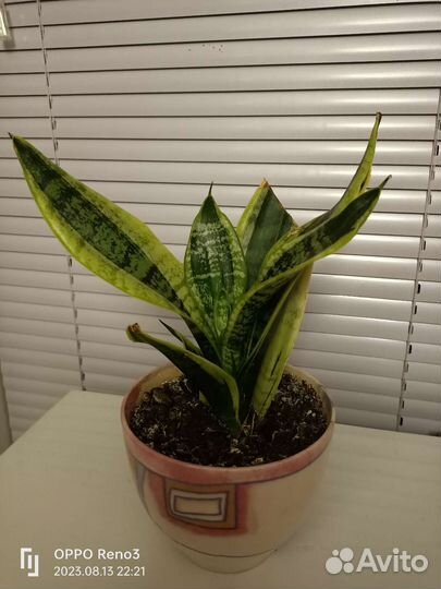 Сансевиерия