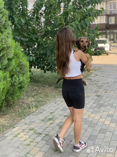 Передержка животных