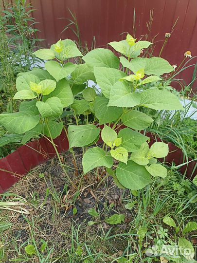 Гортензия кусты белая