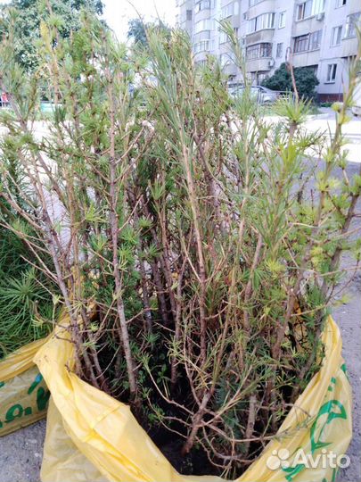 Сосна, ель обыкновенная сеянцы зкс