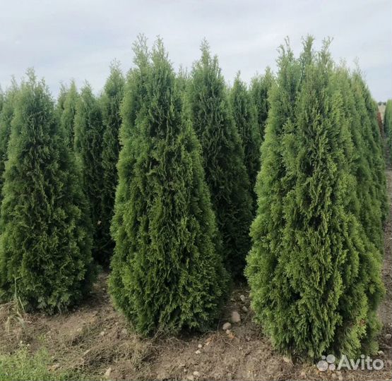 Купить туи Сочи, деревья, питомник, смарагт
