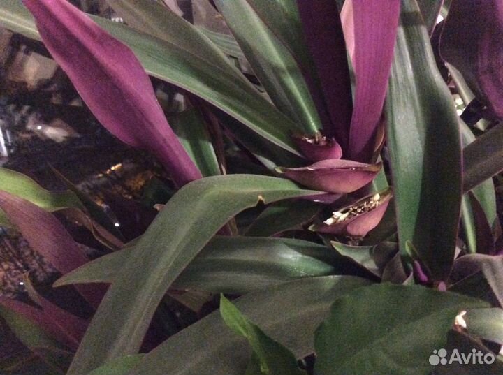 Алоэ, мята, перец острый