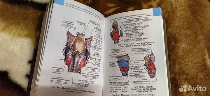 Атлас. Анатомия человека
