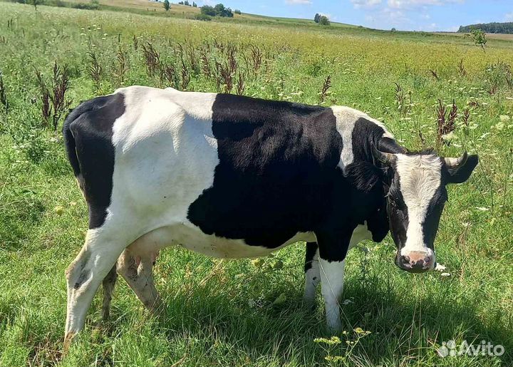 Коровы тельные