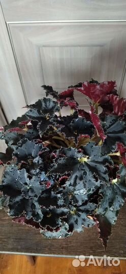 Бегония королевская