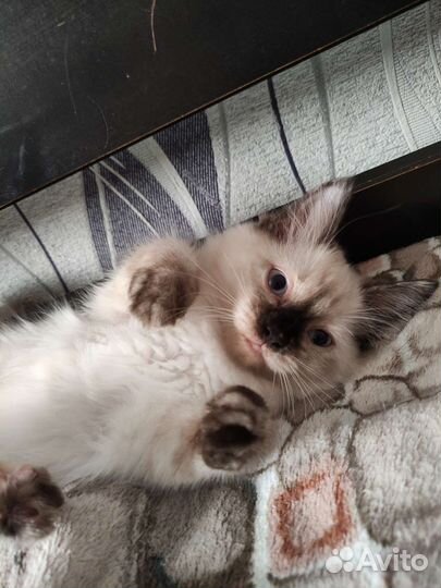 Невская маскарадная