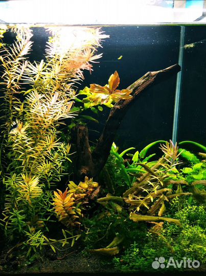 Креветки, растения, рыбы