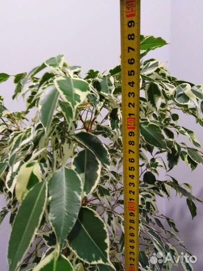 Фикус Бенджамина