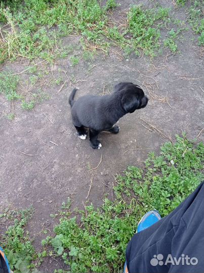 Щенок бесплатно