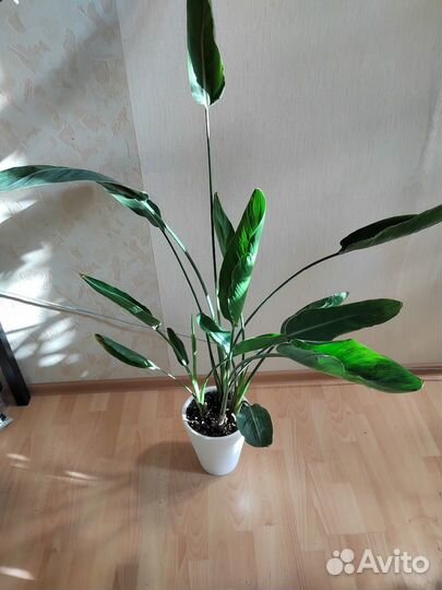 Драцена душистая, Стрелиция Королевская