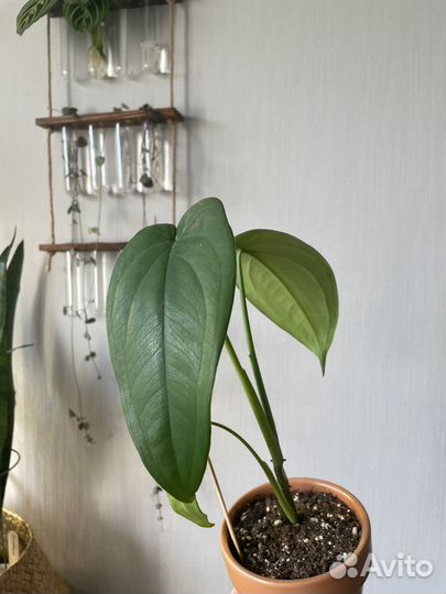 Сингониум макрофиллум