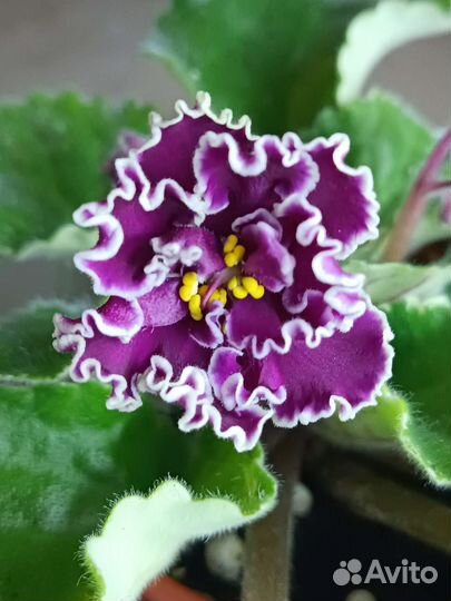 Фиалки сортовые более 70 сортов