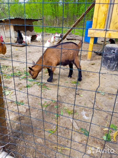 Козлята альпочехи