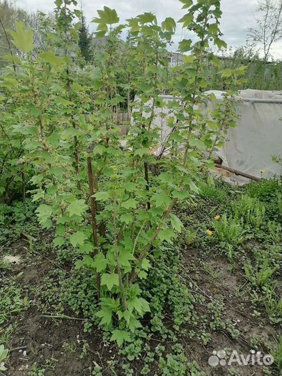 Черная смородина зкс, красная 