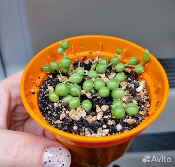 Крестовник Роули