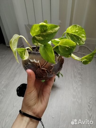 Фикус и сциндапсус в керамических горшках