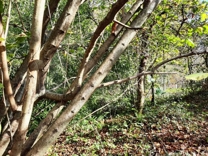 Участок 6 сот. (СНТ, ДНП)