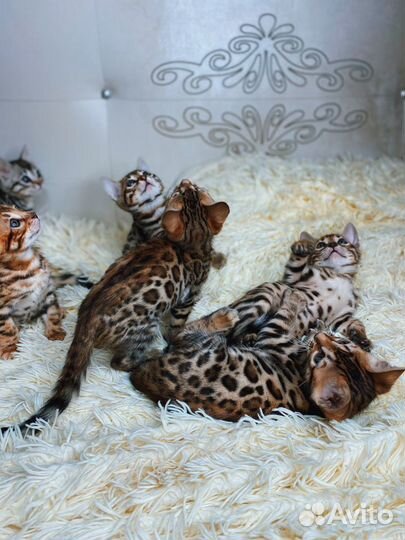 Бенгальские леопардики