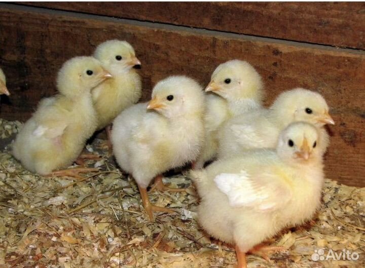 Цыплята круглый год