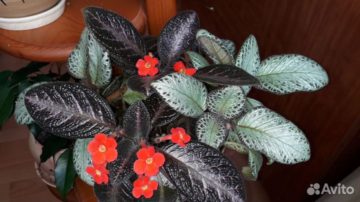 Комнатные растения