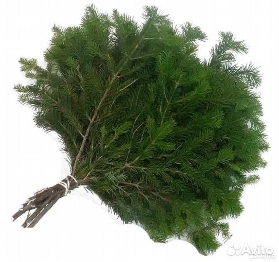 Ветки елки живые