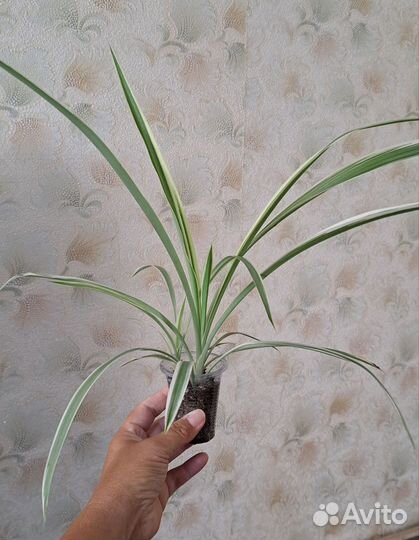 Комнатные цветы любой за 95