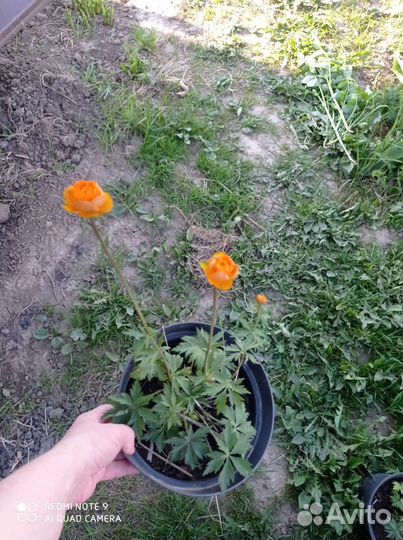 Купальница Оранж Принцесс и мак красный садовый