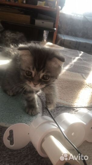 Котенок даром вислоухий