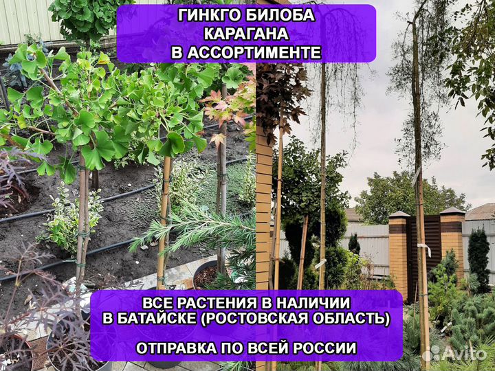 Саженцы Гинкго билоба и Карагана