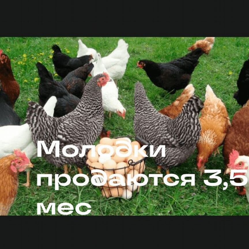 Куры молодки несушки