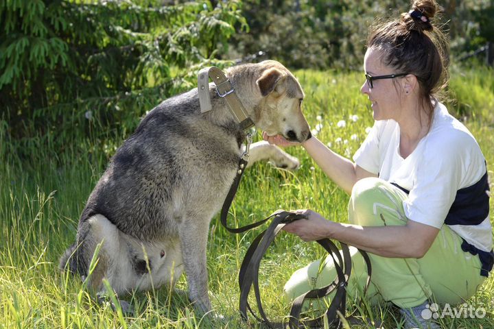 Собака в добрые руки