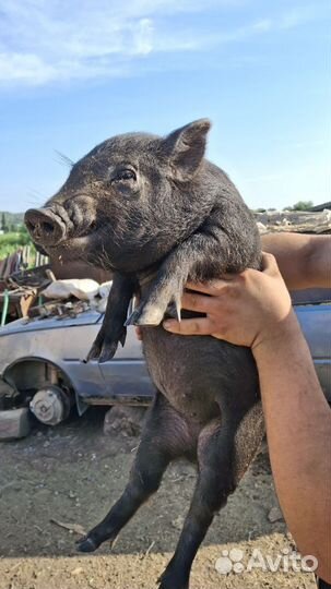 Вьетнамские поросята