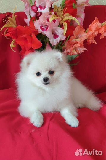 Померанский шпиц, девочки подросток и взрослая