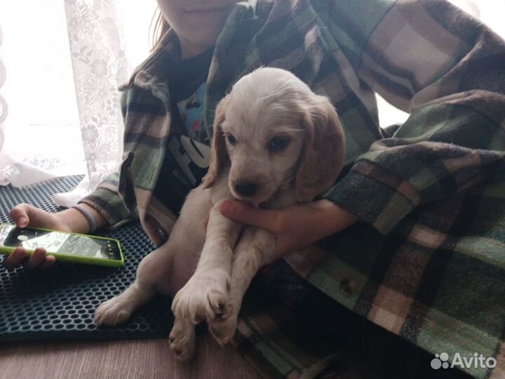 Кокер спаниель английский