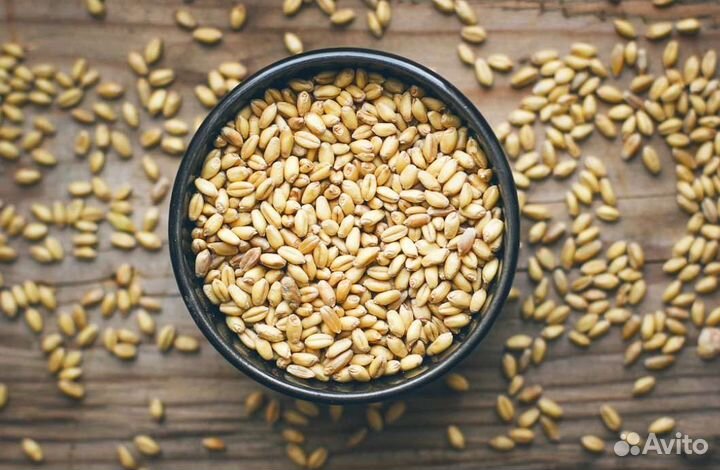 Ячмень голозëрный семена