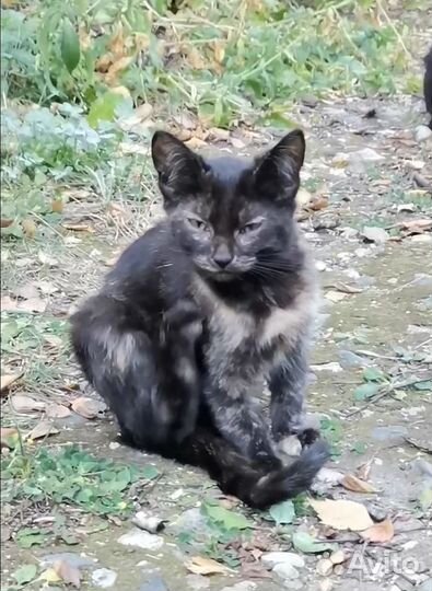 Котенок девочка пытается выжить, спасём малышку