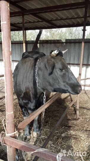 Корова стельная