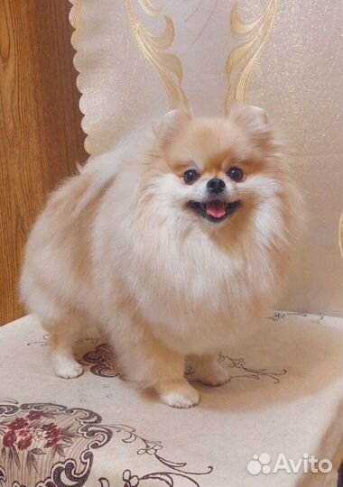 Породный груминг (стрижка) шпицев