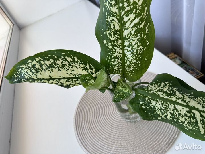 Диффенбахия комнатные цветы, отростки