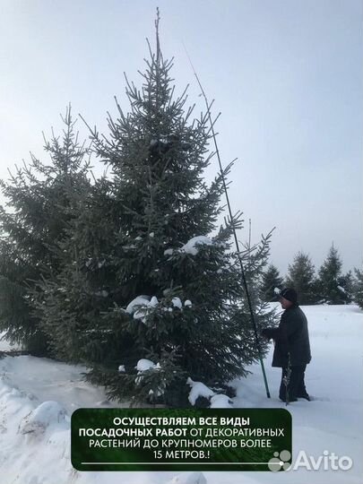 Ель обыкновенная, крупномер