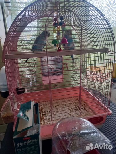 Волнистые радужные попугаи с клеткой